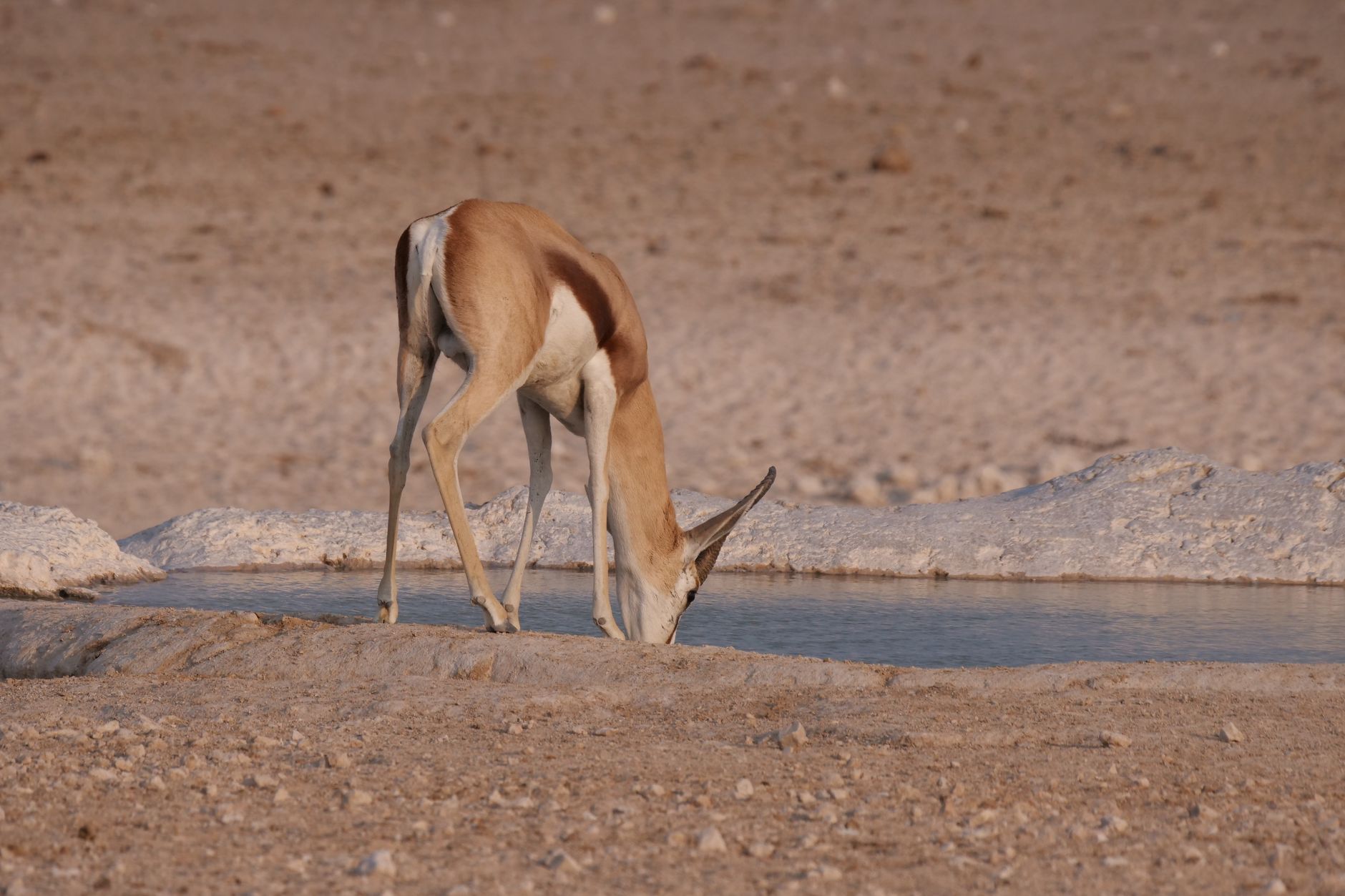 A solitary springbok drinking from a waterhole in a desert landscape, highlighting wildlife resilience.