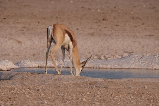 Etosha waterhole game drives — Namibia
