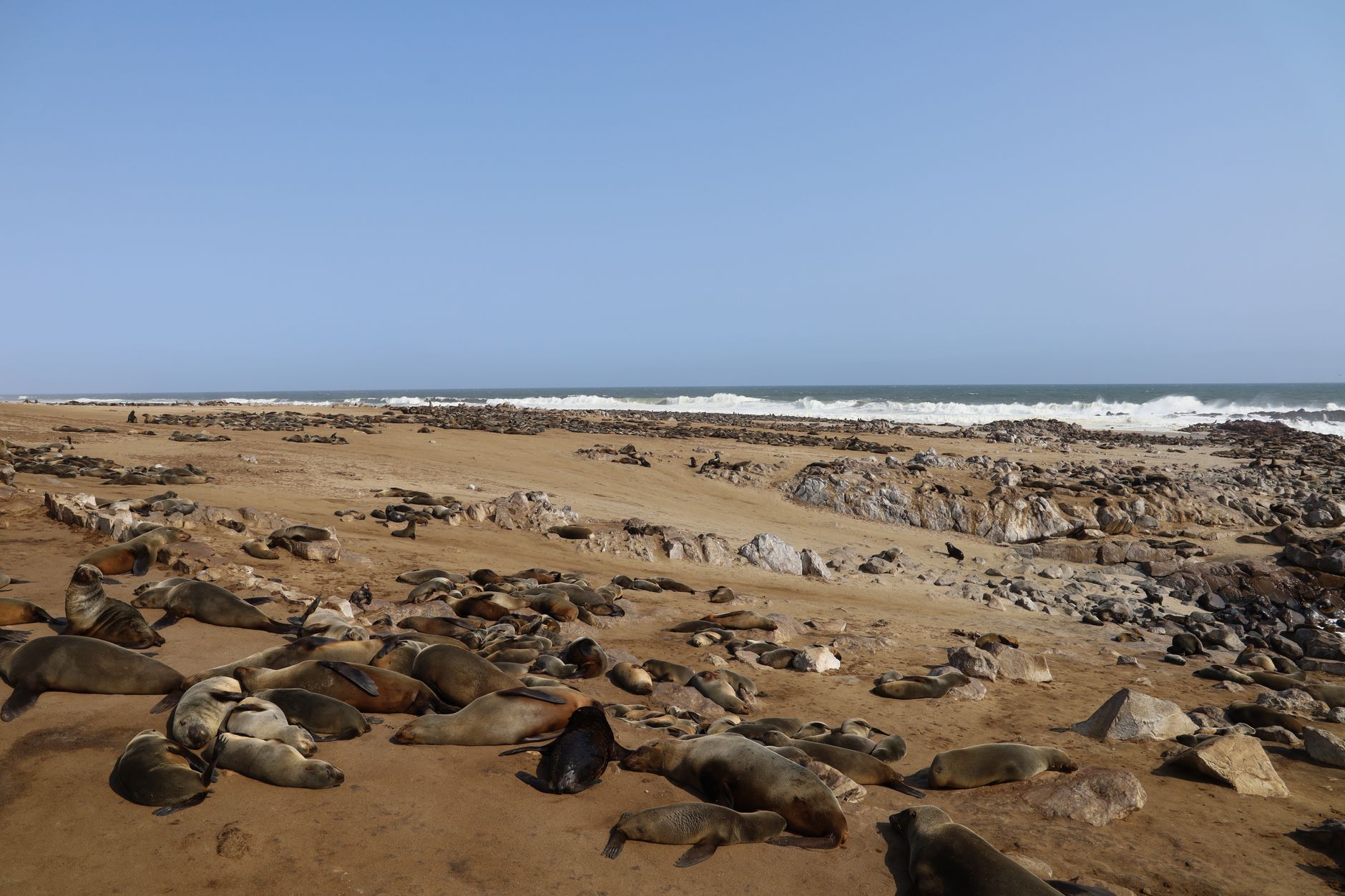 A vast colony of seals resting on a rocky beach under a bright sky.