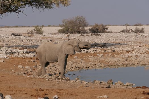 Etosha waterhole game drives — Namibia