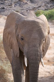 elephant photo