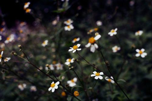 Free A serene close-up of white wildflowers with a moody, dark background, captured outdoors. Stock Photo