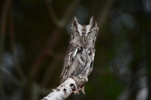 owl photo