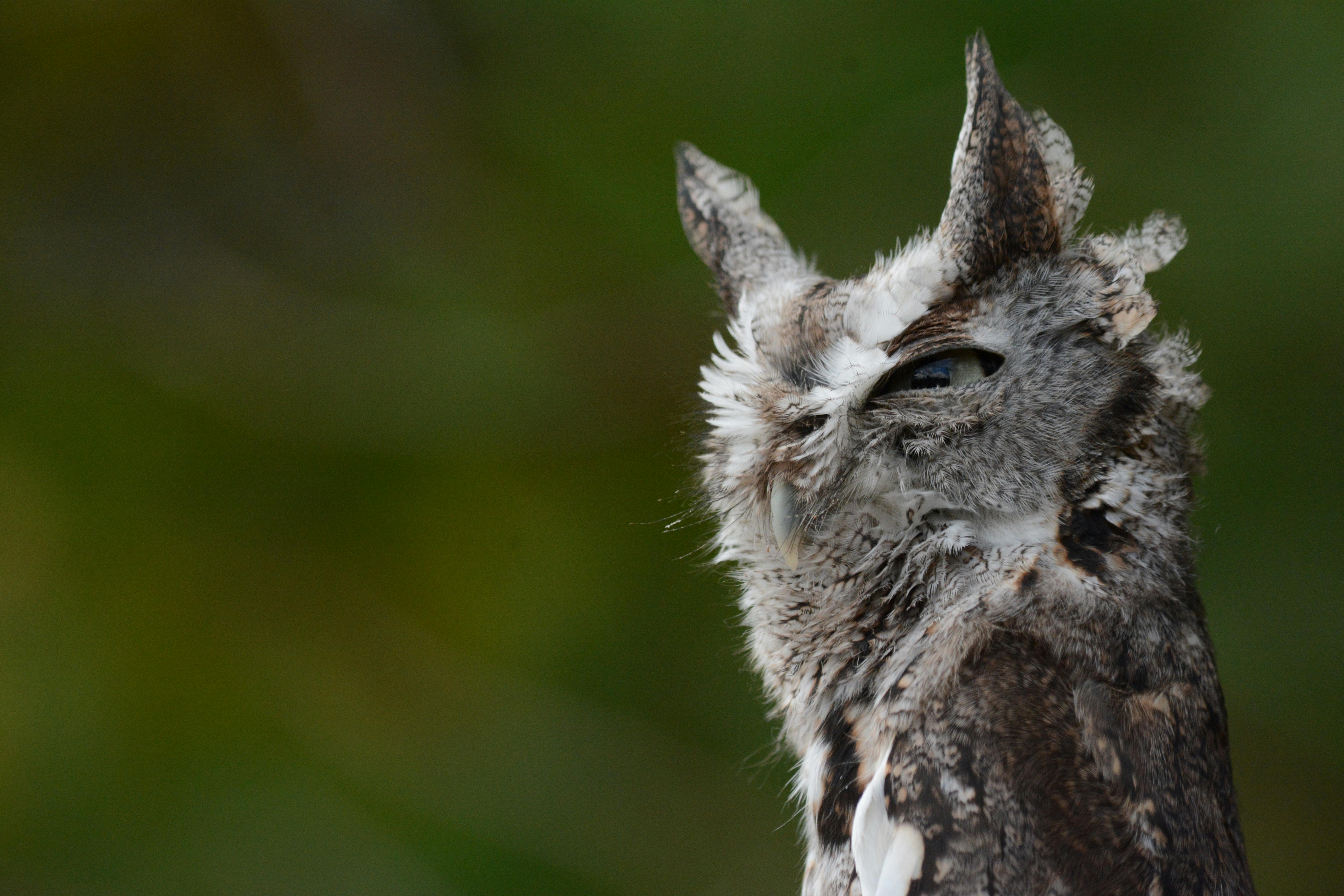 Detailed view of a Southern Screech Owl against a blurred natural background
