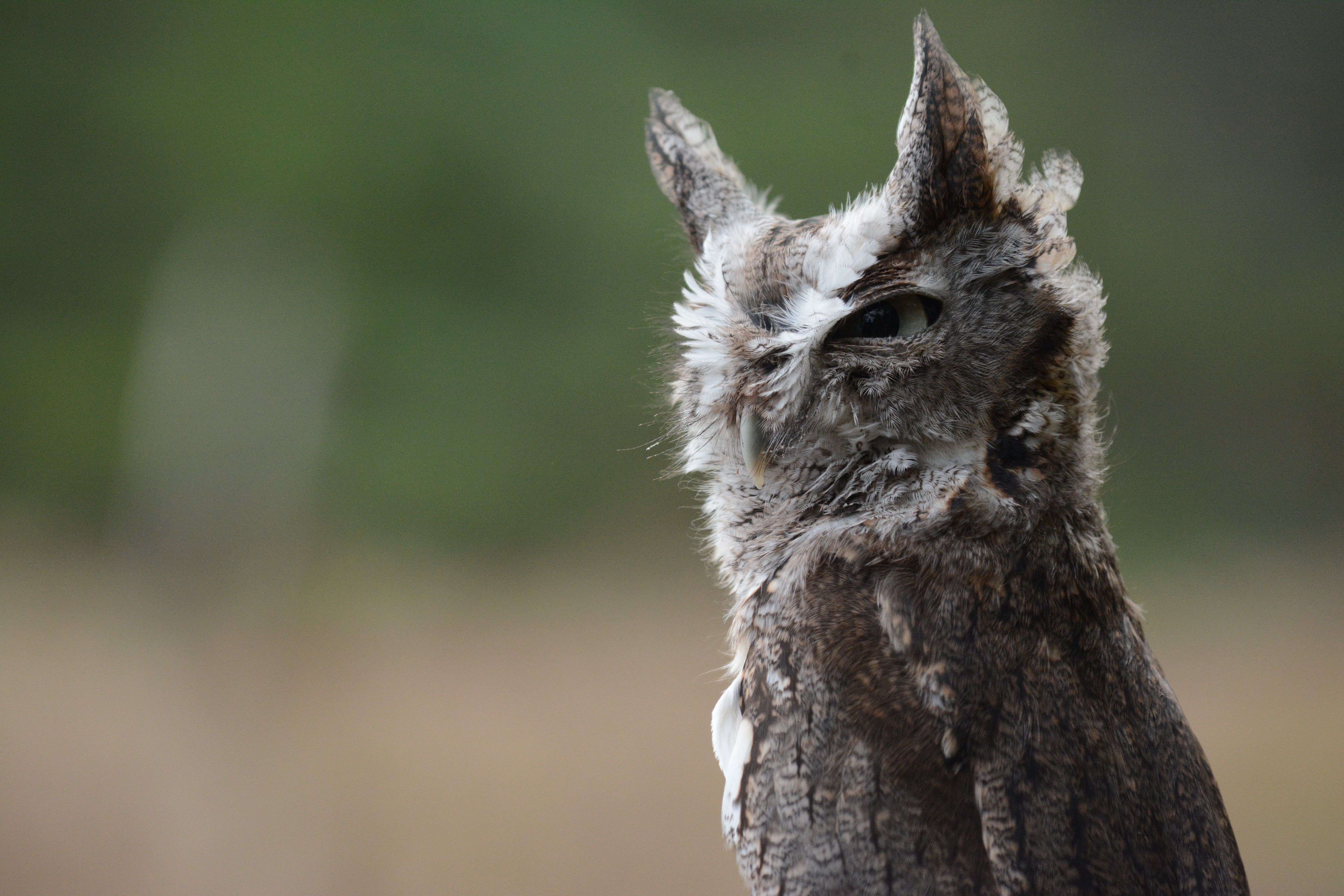 Detailed close-up of a screech owl in its natural habitat, showcasing unique plumage.