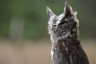 Detailed close-up of a screech owl in its natural habitat, showcasing unique plumage.