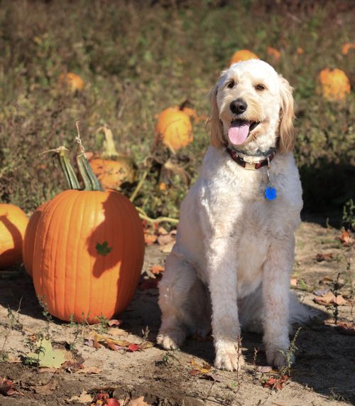 Free Happy dog sitting in a pumpkin patch on a sunny autumn day, perfect for seasonal themes. Stock Photo