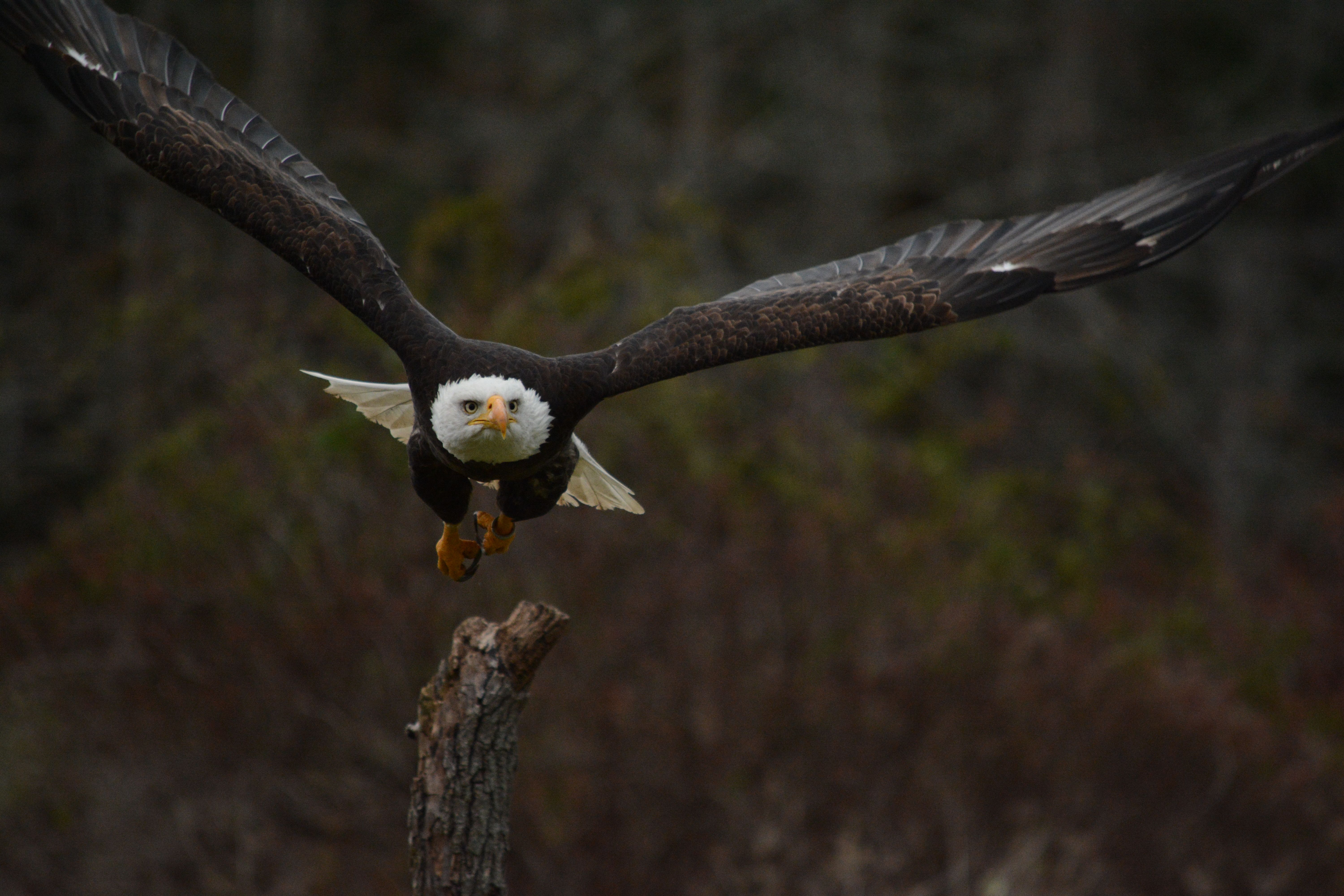 Majestic Bald Eagle in Flight over Forest · Free Stock Photo