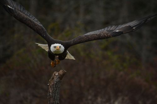 Free Bald eagle soaring over a forest, showcasing its wingspan and hunting prowess. Stock Photo