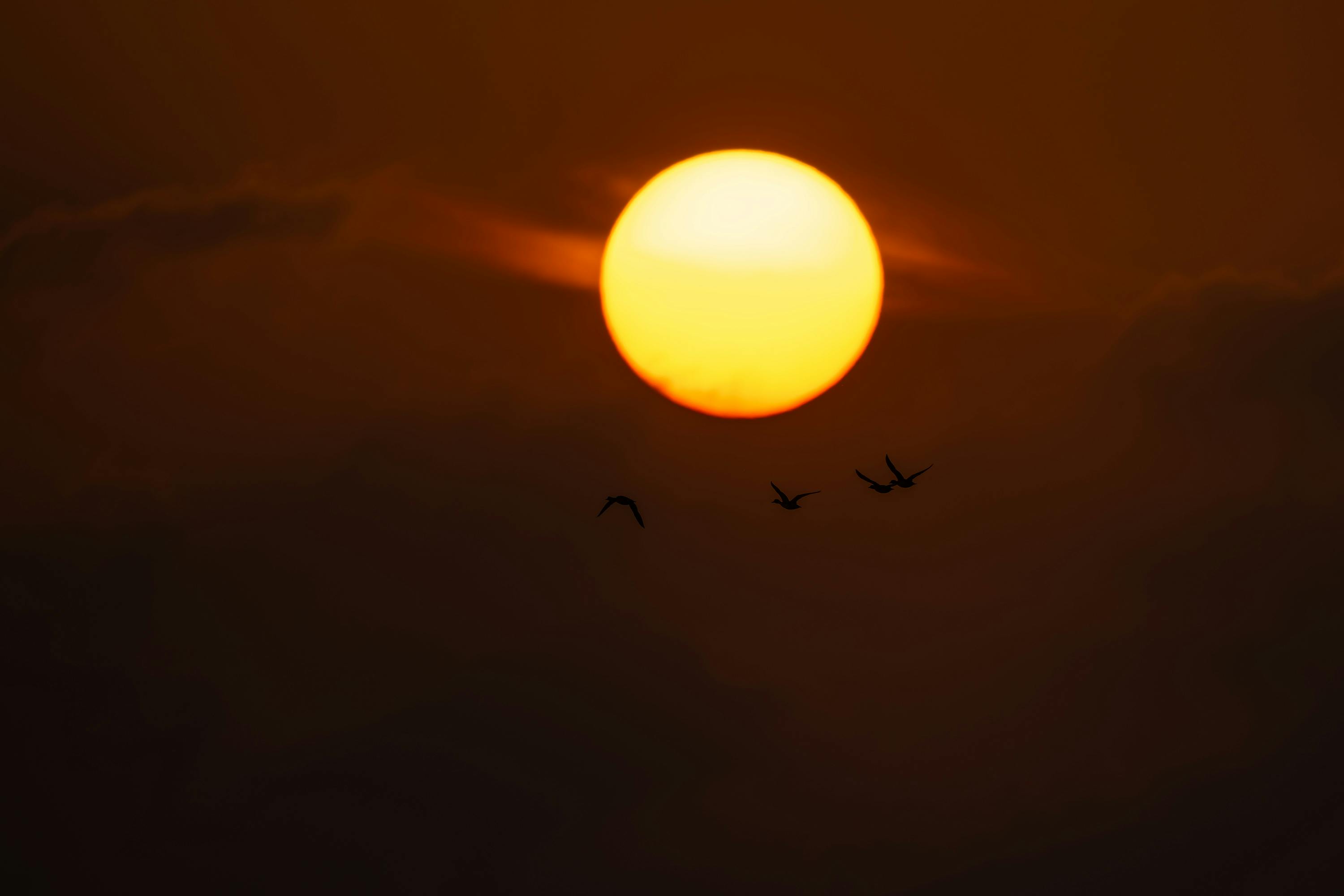 Captivating sunset with silhouetted birds flying against a warm, golden sky.