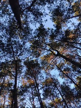 Looking up at a serene pine tree canopy under a bright blue sky.