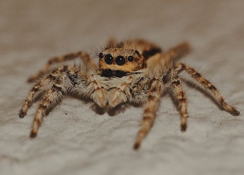 Free Detailed macro photograph of a jumping spider, showcasing its eyes and hairy body. Stock Photo