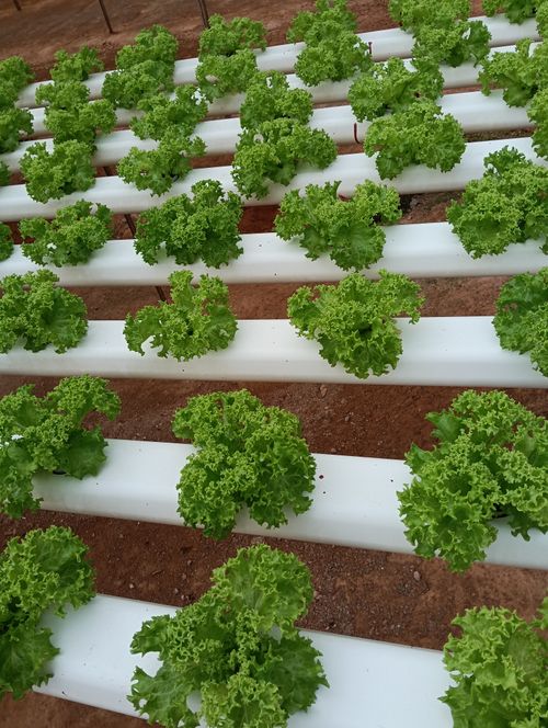 Free Vibrant hydroponic lettuce growing on white racks in an outdoor setup. Stock Photo