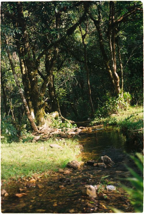 Free Tranquil stream winding through lush forest in Sapa, Vietnam, perfect for serene nature exploration. Stock Photo
