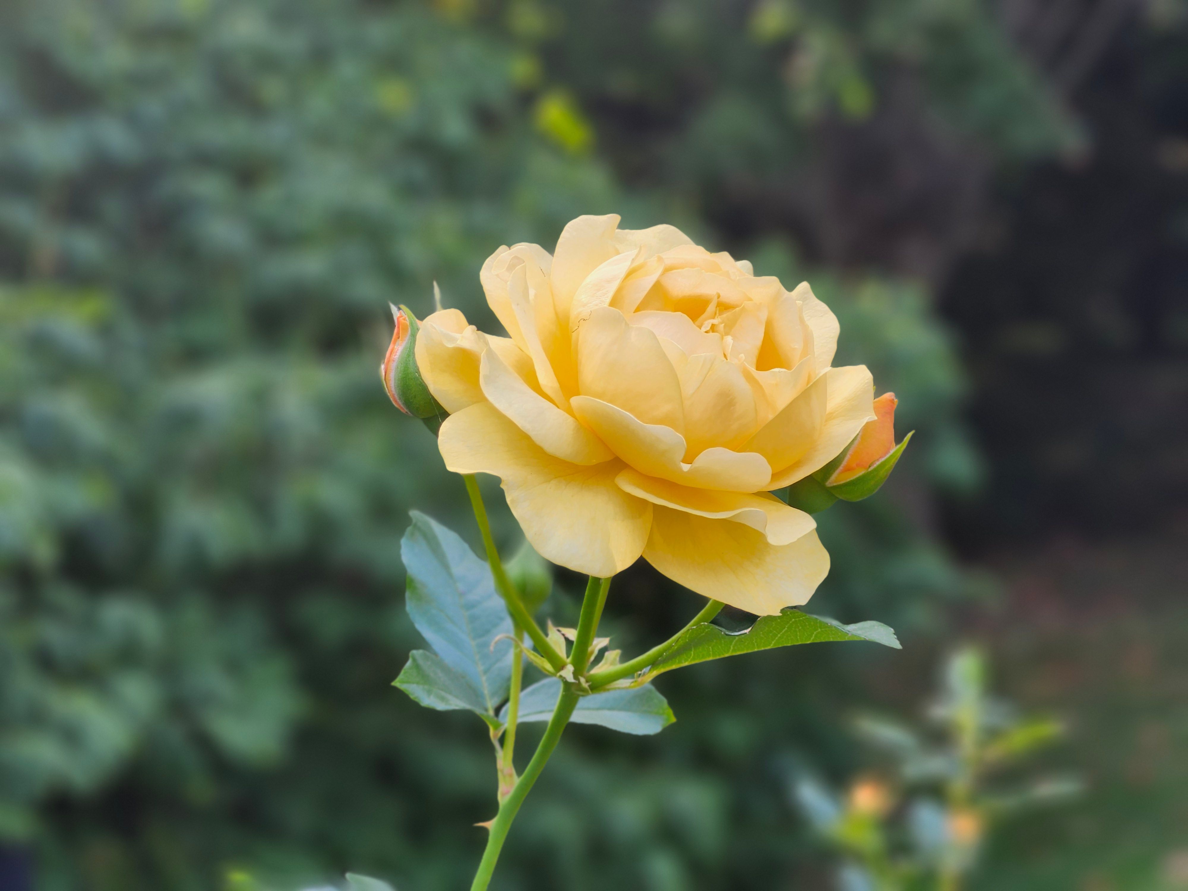 Close-Up of Yellow Rose in Bloom · Free Stock Photo