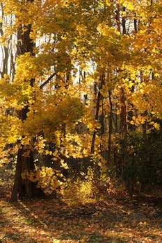 Beautiful autumn trees with golden leaves illuminated by sunlight in a serene forest setting.