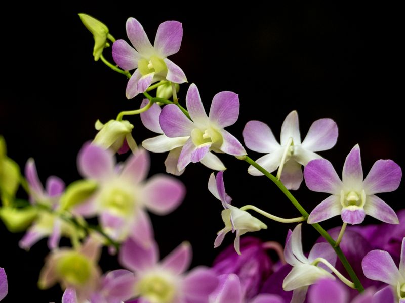 Close-up of vibrant purple and white orchid flowers against a dark background, showcasing natural beauty.