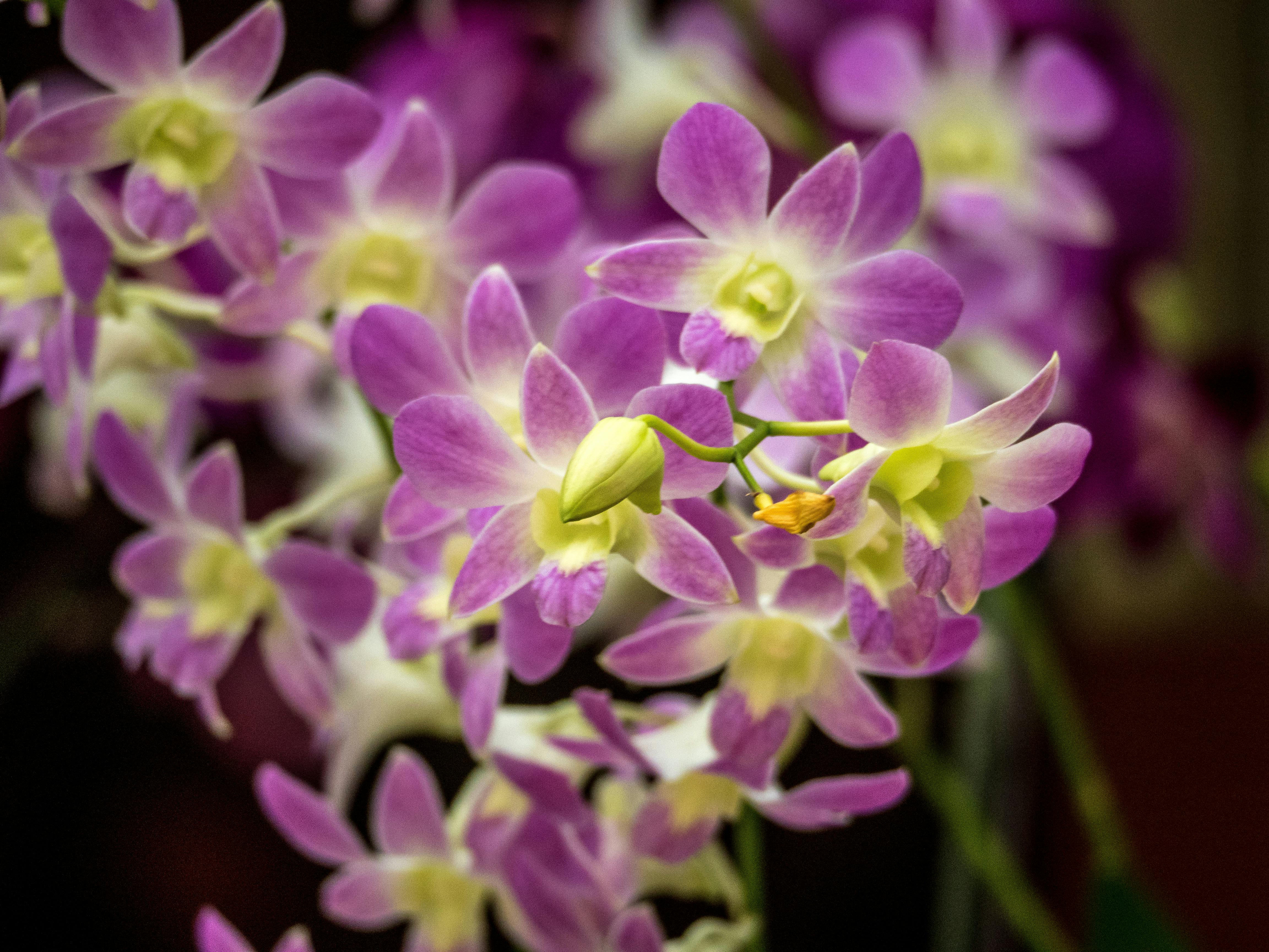 orquídea dendrobium