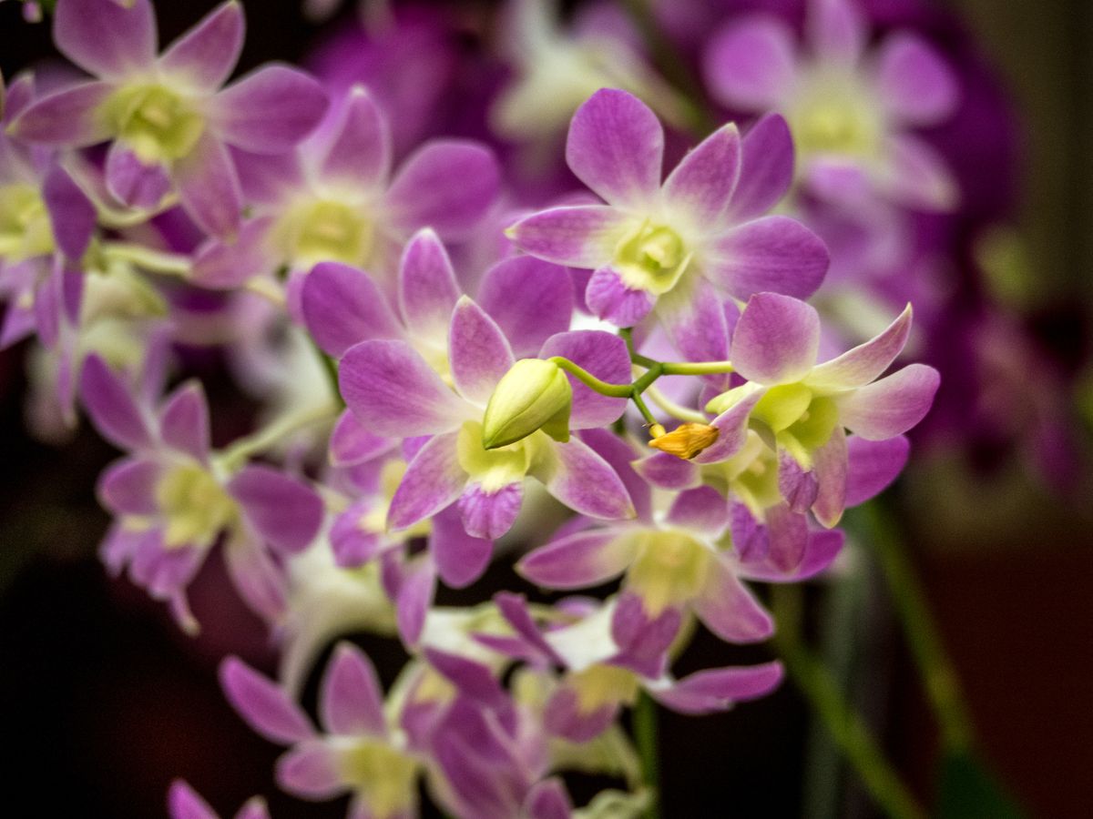 ดอกกล้วยไม้สกุลหวายสีม่วงในระยะใกล้