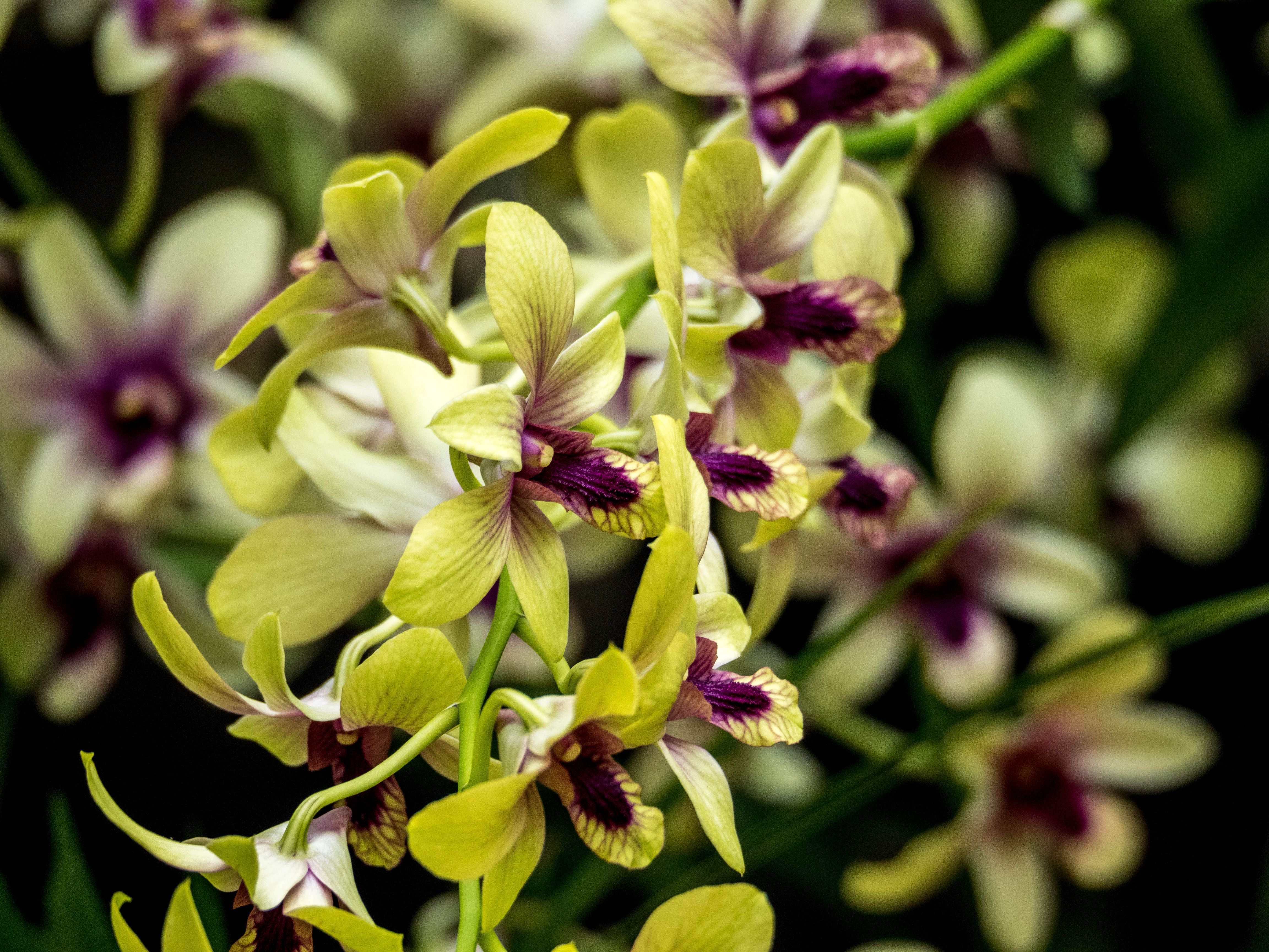 Vibrant Dendrobium Orchids in Bloom · Free Stock Photo