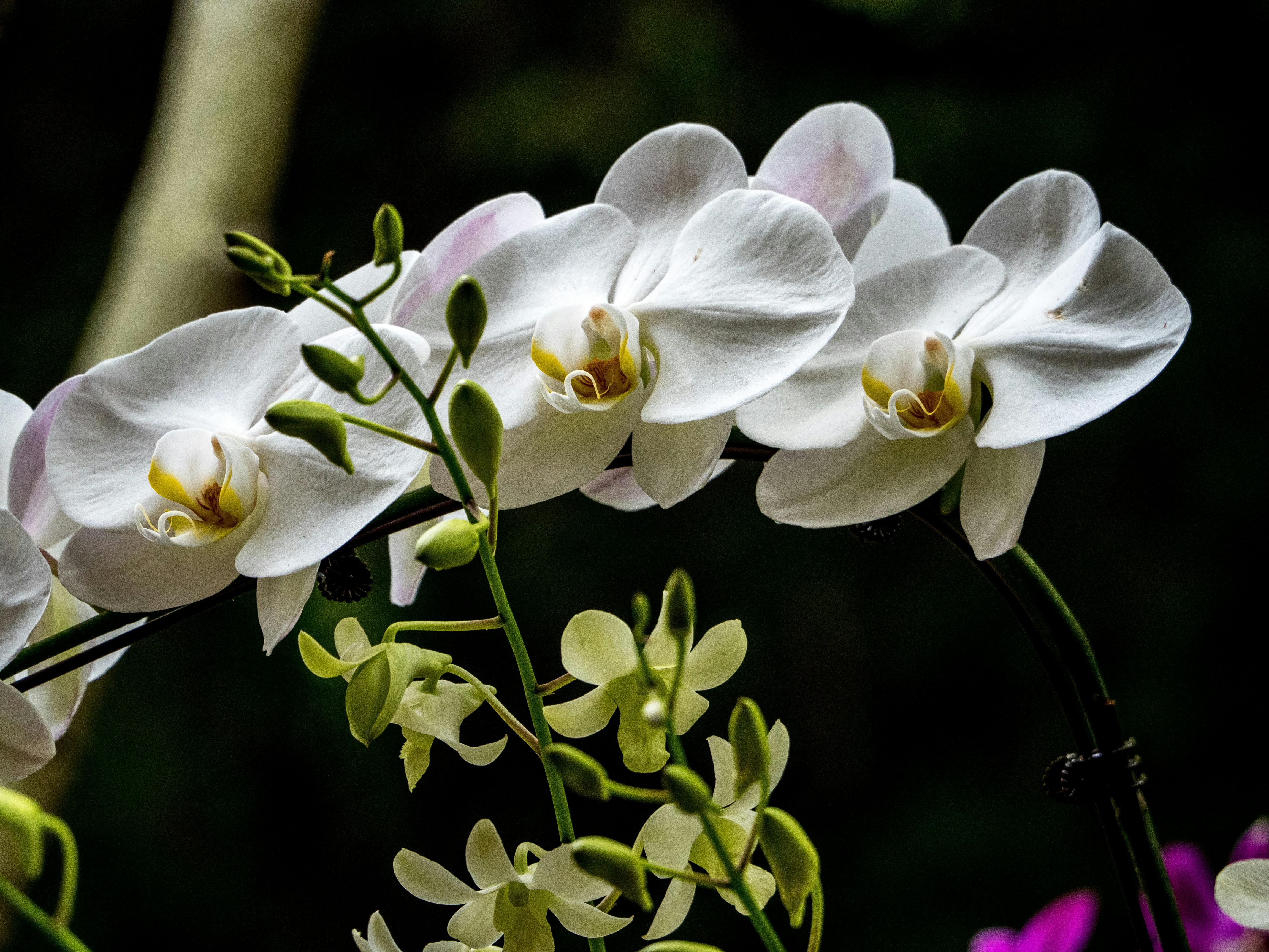 Growing Orchids In The Home