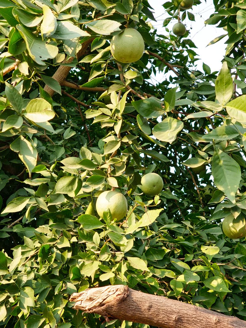 Sheephal / Shree Phal Seeds (15 pcs)
