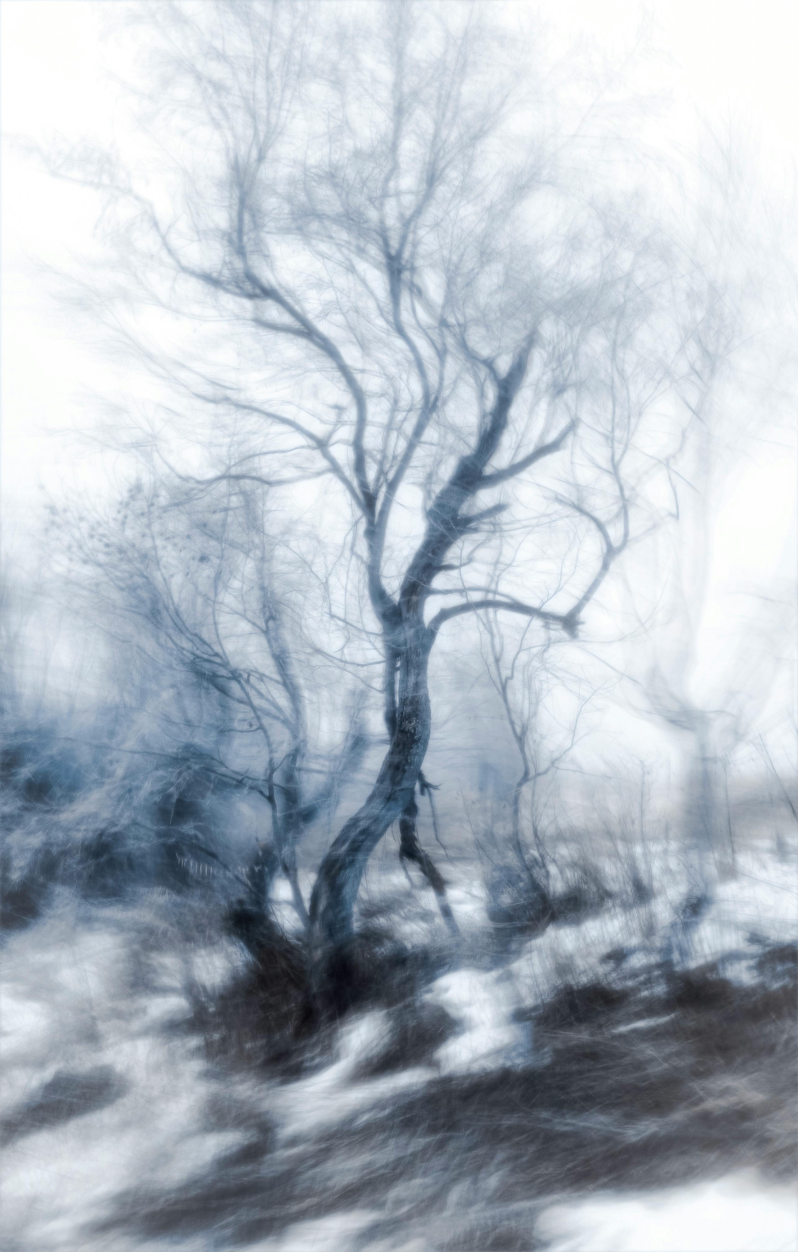 Ethereal winter scene showcasing artistic bare trees in a blurred snow-covered forest.