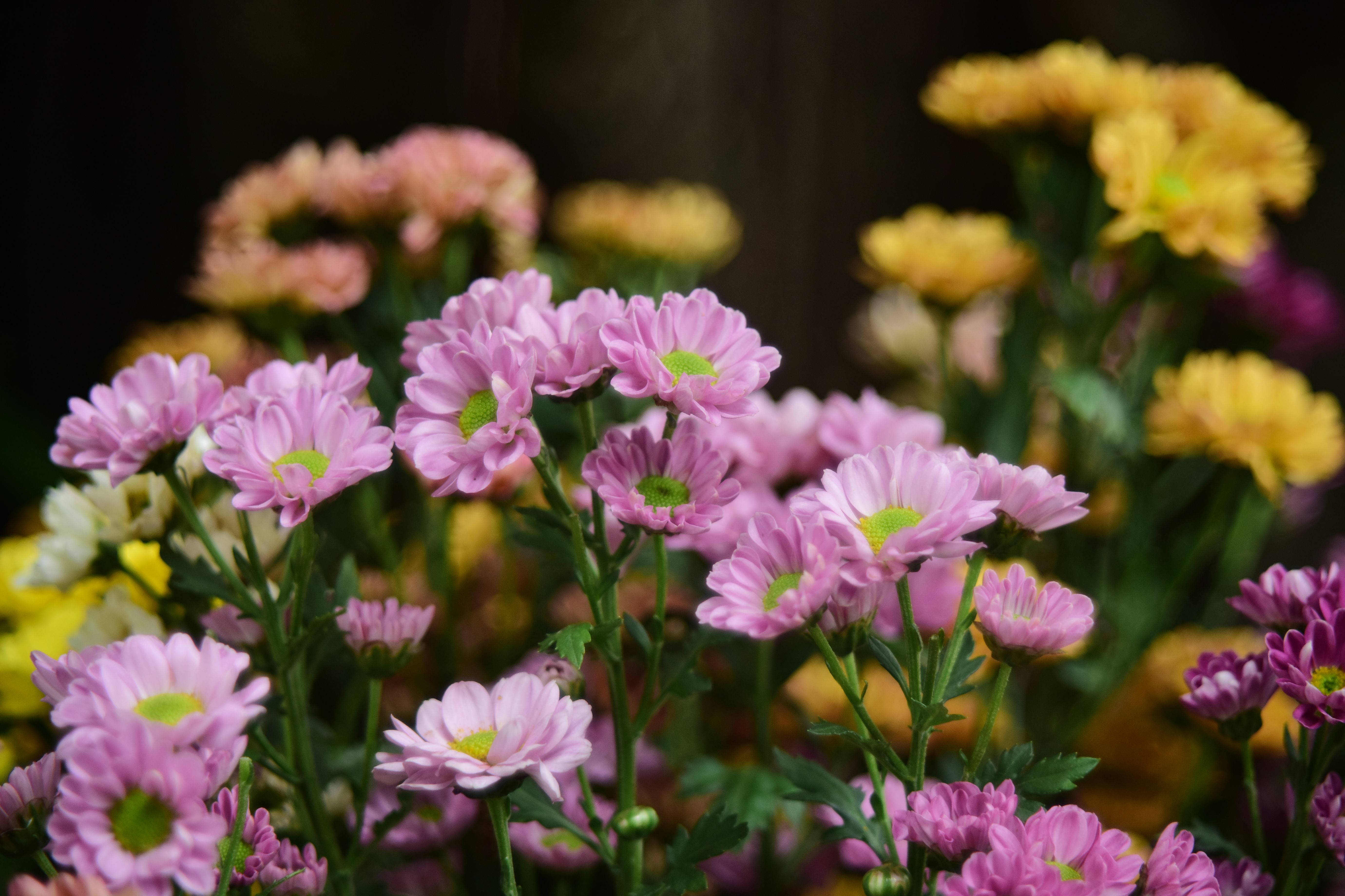 [ColoSach]-close-up-of-colorful-chrysanthemum-flowers-in-full-bloom-highlighting-vibrant-pink-and-yellow-petals.
