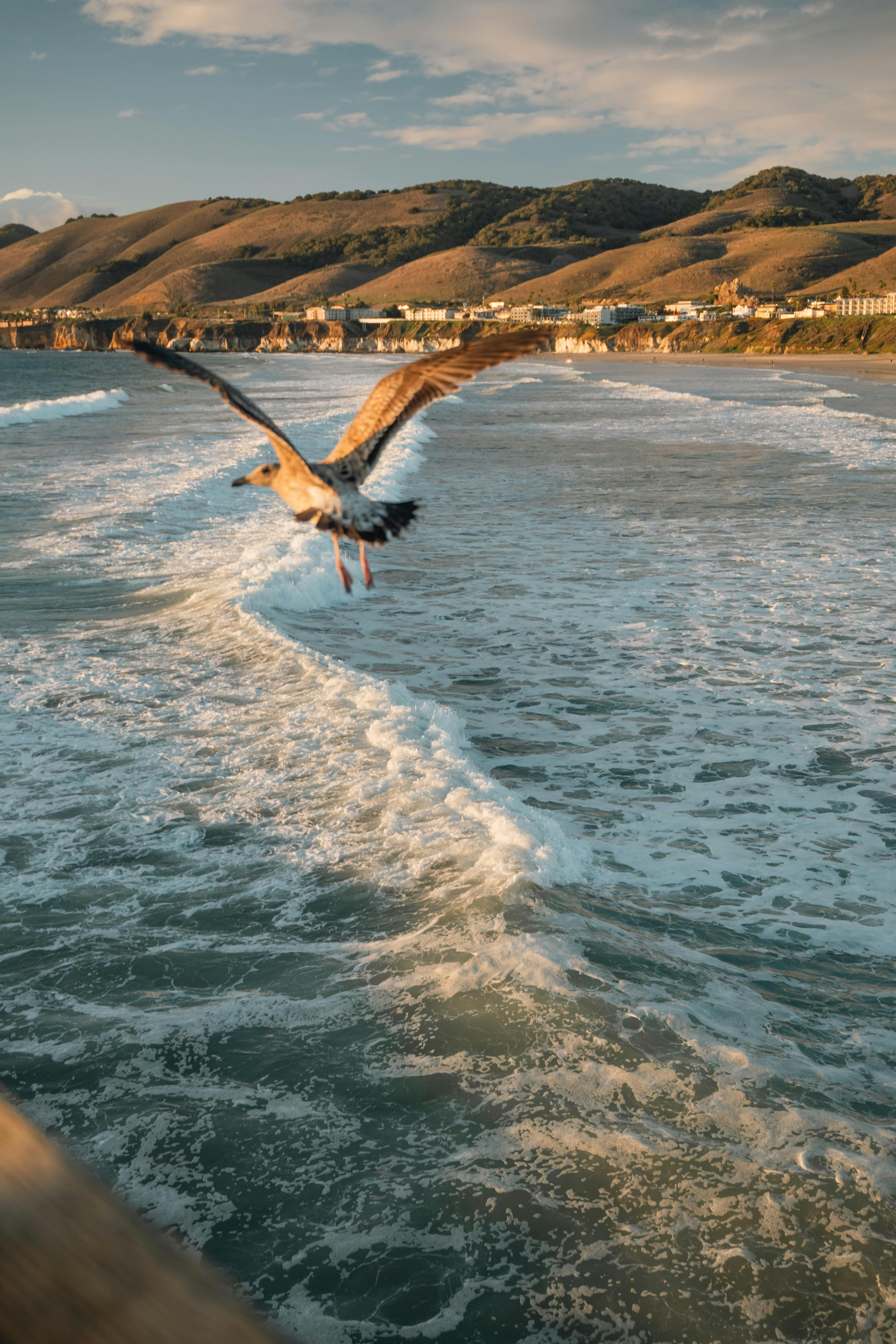 A seagull gracefully flies over ocean waves with a hilly coastal backdrop at sunset.