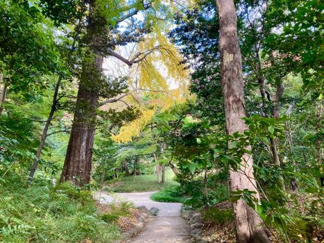 Tranquil forest trail in Shinjuku Gyoen, showcasing lush greenery and autumn foliage.
