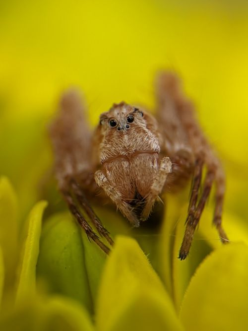 Free Macro shot of a jumping spider perched on a vibrant yellow flower, showcasing its intricate details. Stock Photo