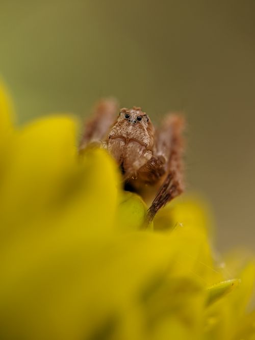 Free Macro shot of a spider perched on a vibrant yellow flower against a soft, blurred background. Stock Photo