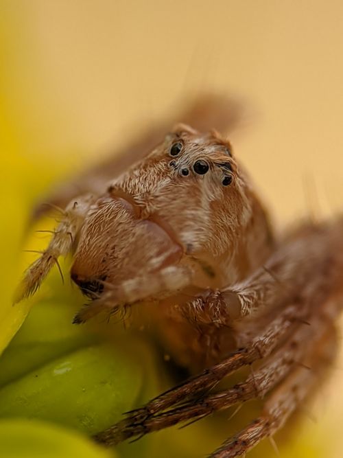 Free Macro photograph of a lynx spider resting on a vibrant yellow flower, highlighting its intricate details. Stock Photo