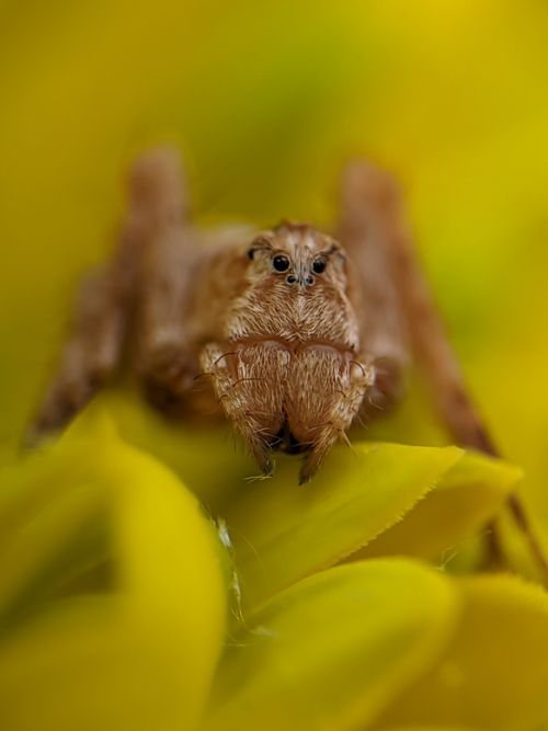Free Macro photograph of a spider perched on vivid yellow petals showcasing detailed textures. Stock Photo