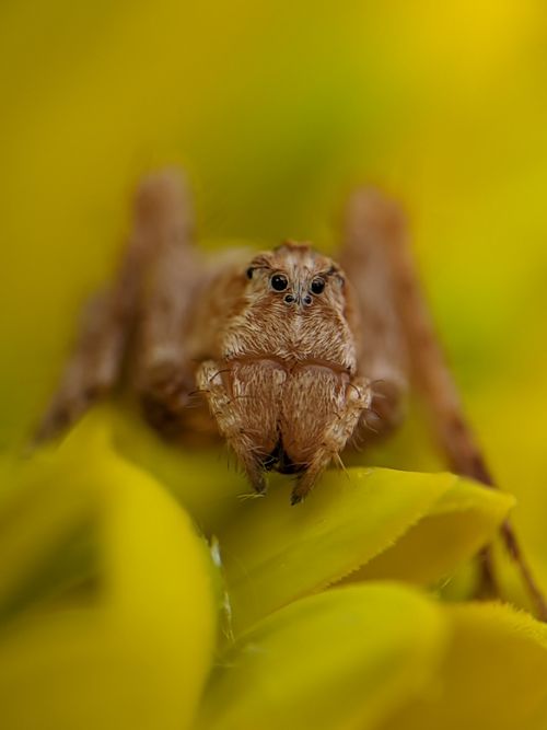 Free Detailed macro shot of a jumping spider resting on vibrant yellow petals. Stock Photo