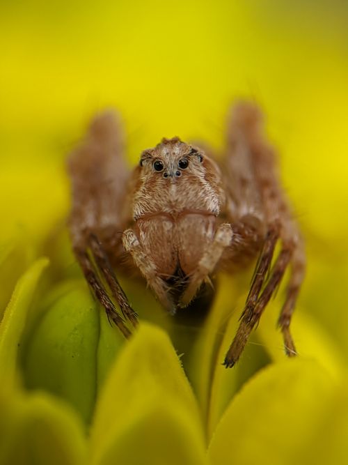 Free Detailed macro photo of a jumping spider on a vibrant yellow flower, highlighting its features. Stock Photo