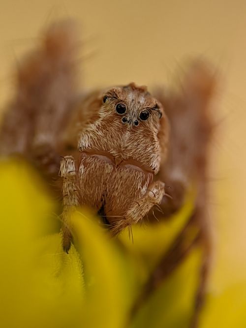 Free Macro shot of a brown jumping spider perched on a vibrant yellow flower with blurred background. Stock Photo