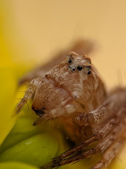 Free Detailed macro photograph of a brown jumping spider (Salticidae) perched on a yellow flower, showcasing its eyes and texture. Stock Photo