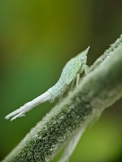 Cochenilles