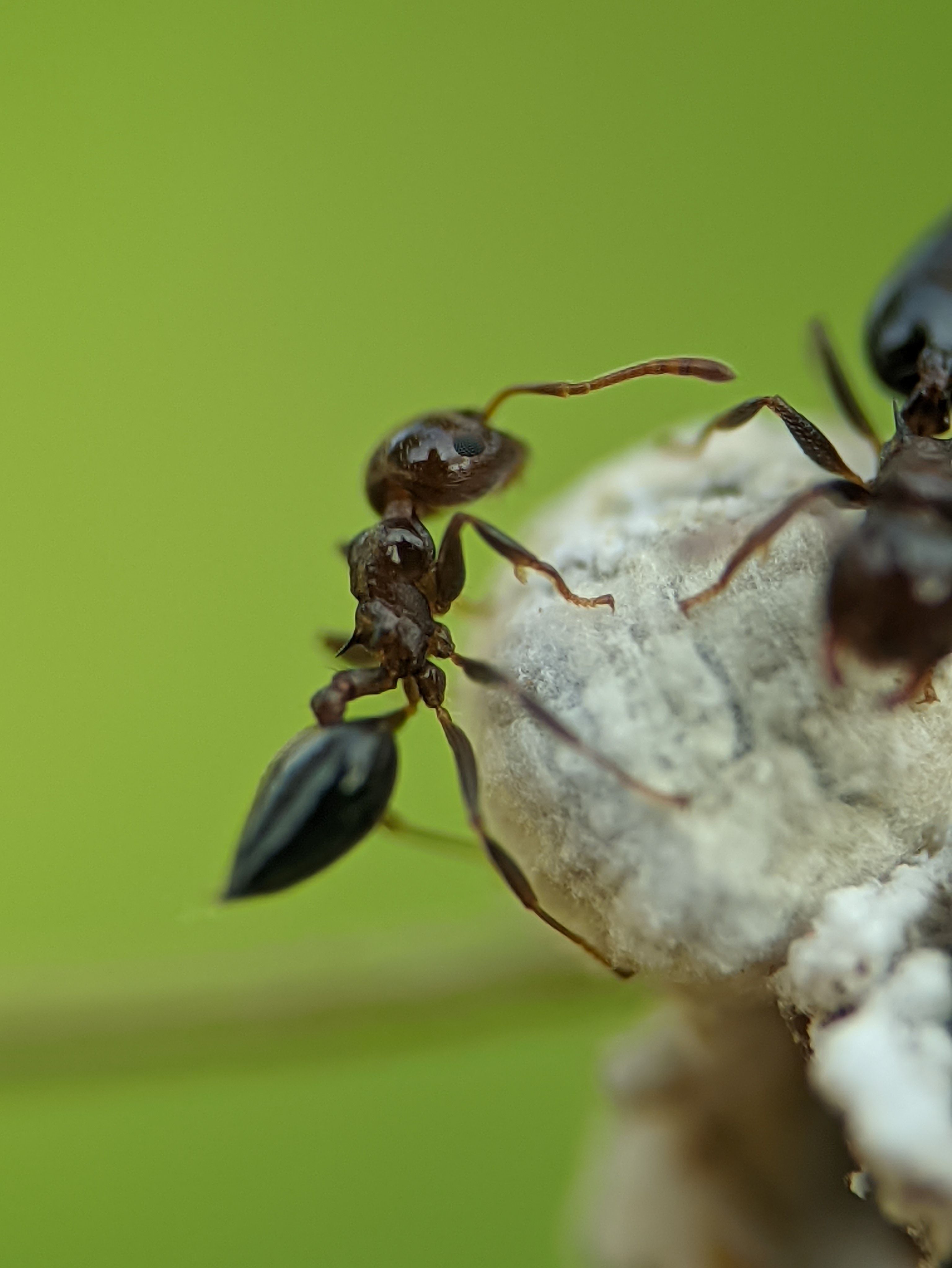 Macro shot of an ant exploring a rock, highlighting detailed textures and a vibrant green backdrop.