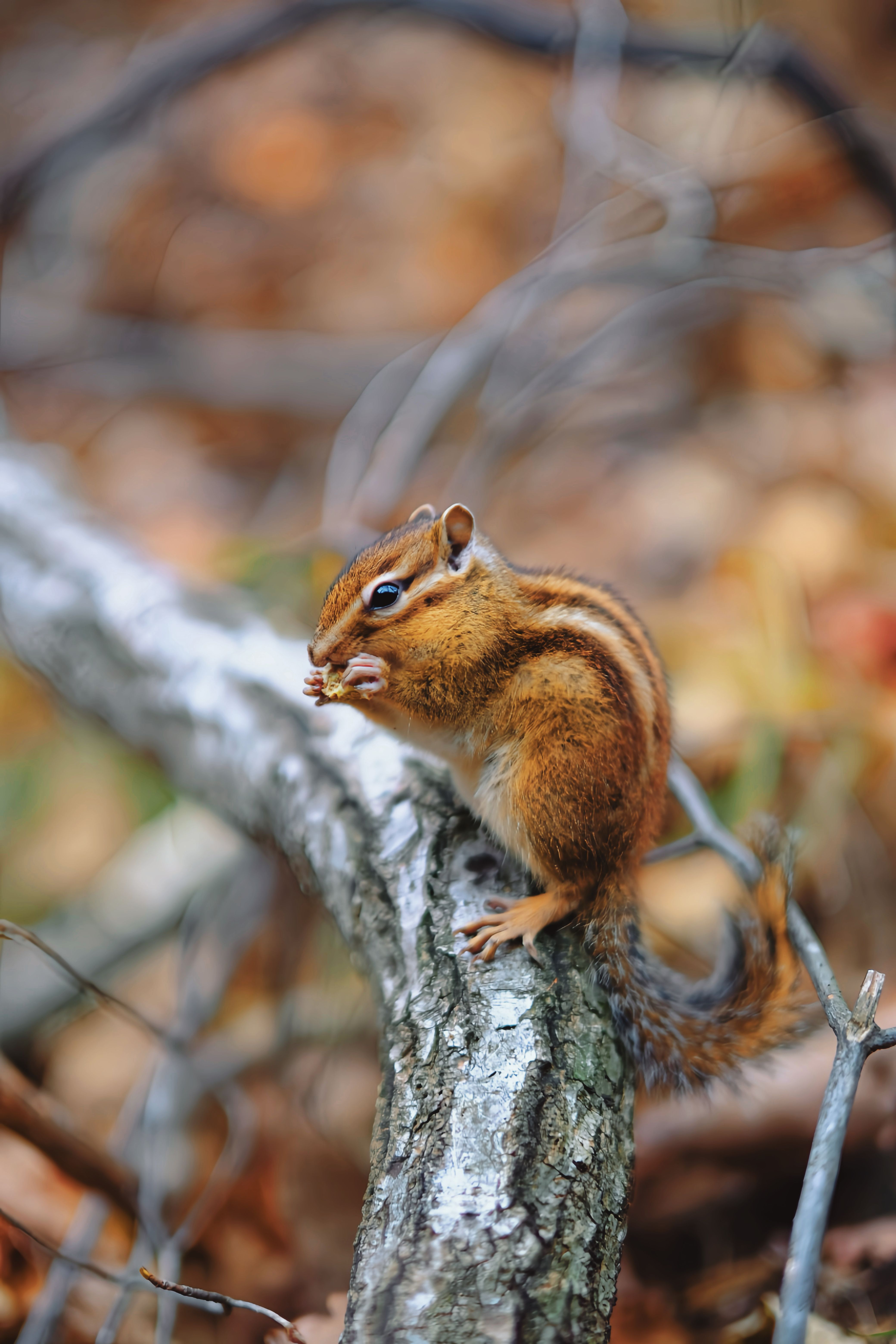Adorable Eastern Chipmunk sitting on a tree branch surrounded by autumn leaves.