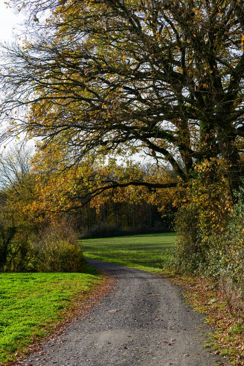 Free Peaceful pathway winding through vibrant autumn forest landscape. Stock Photo