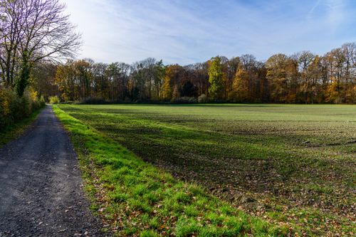 Free A serene autumn landscape featuring a pathway beside a grassy field and vibrant trees under a clear sky. Stock Photo