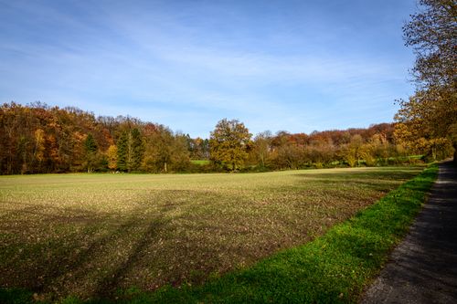 Free A serene autumn scene featuring an open field and a forest with vibrant fall colors under a clear blue sky. Stock Photo