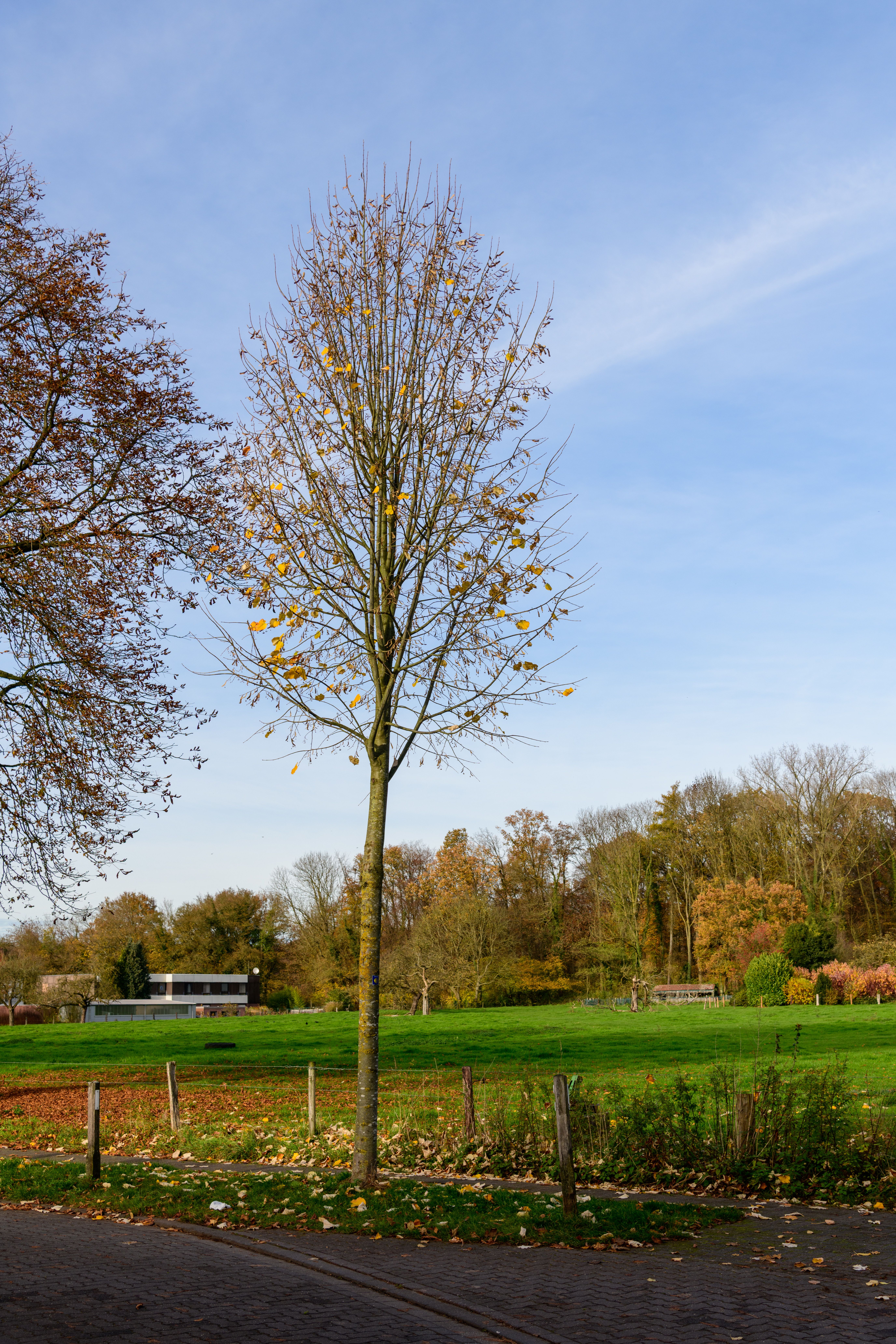 Serene Autumn Landscape with Bare Trees · Free Stock Photo