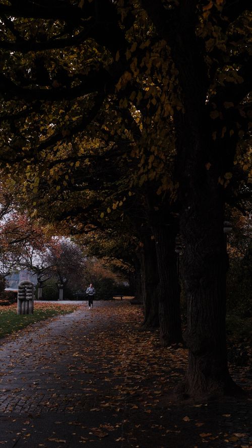 Free A person jogs on a tree-lined path covered with autumn leaves during the day. Stock Photo