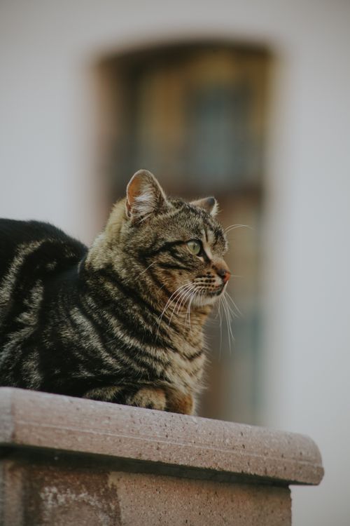Free Side view of a tabby cat lounging on a stone ledge outdoors, focused gaze. Stock Photo