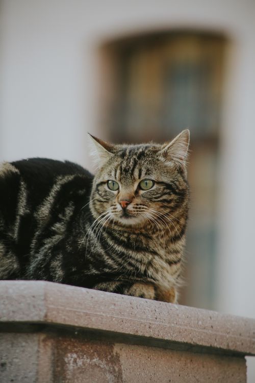 Free Serene tabby cat resting on a stone ledge, exuding calmness and natural beauty. Stock Photo