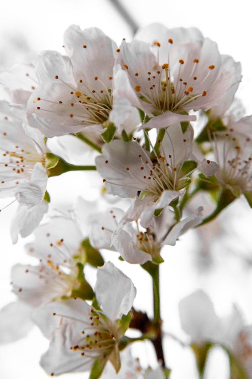 Free Beautiful close-up of white cherry blossoms in full bloom during spring. Stock Photo