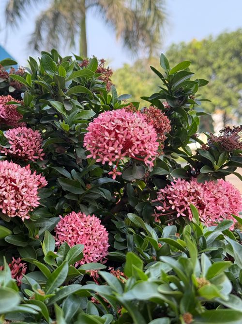 Free Beautiful Ixora bush with vibrant pink flowers, captured outdoors in sunny weather. Stock Photo
